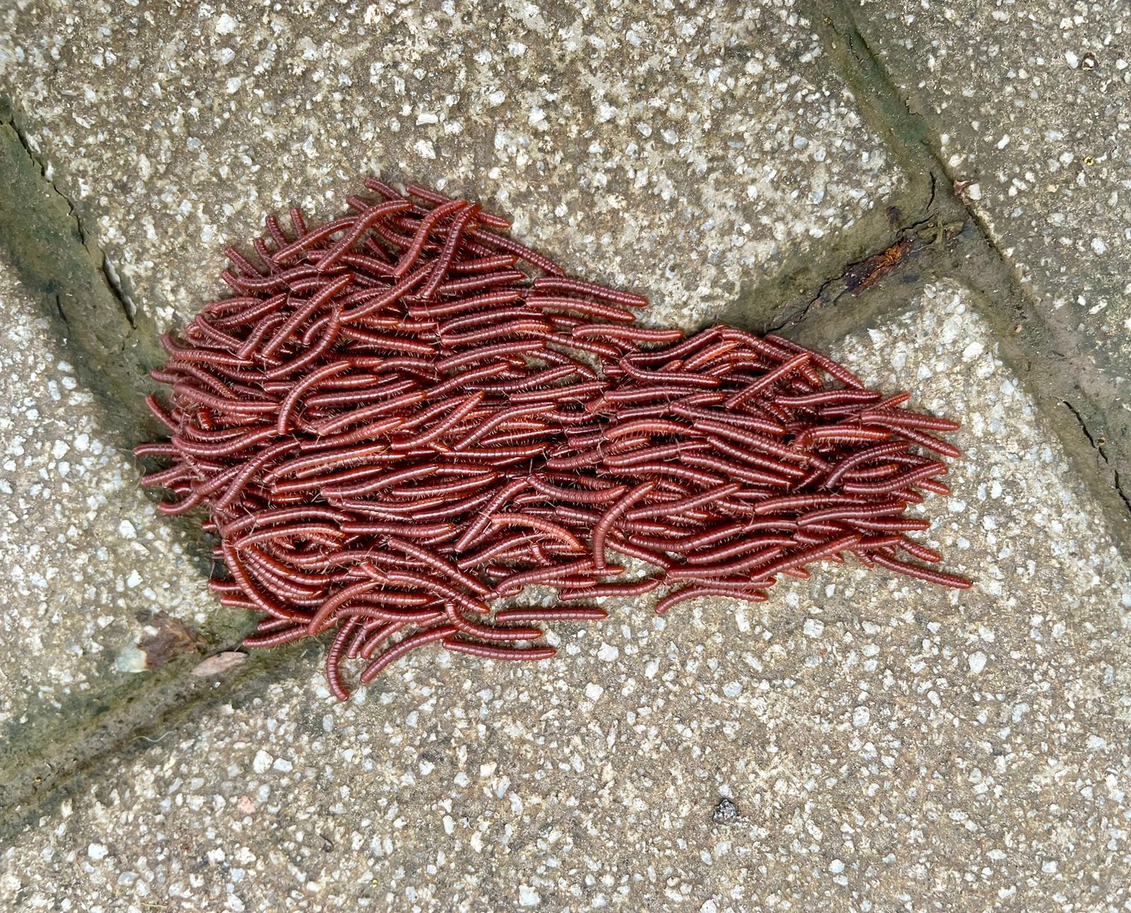 An Unexpected Encounter With Earthworms At Life Republic Township